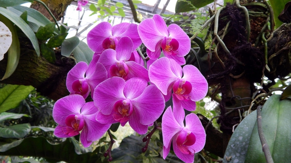 how to grow orchids - Attached Growing - image : kiosbunga