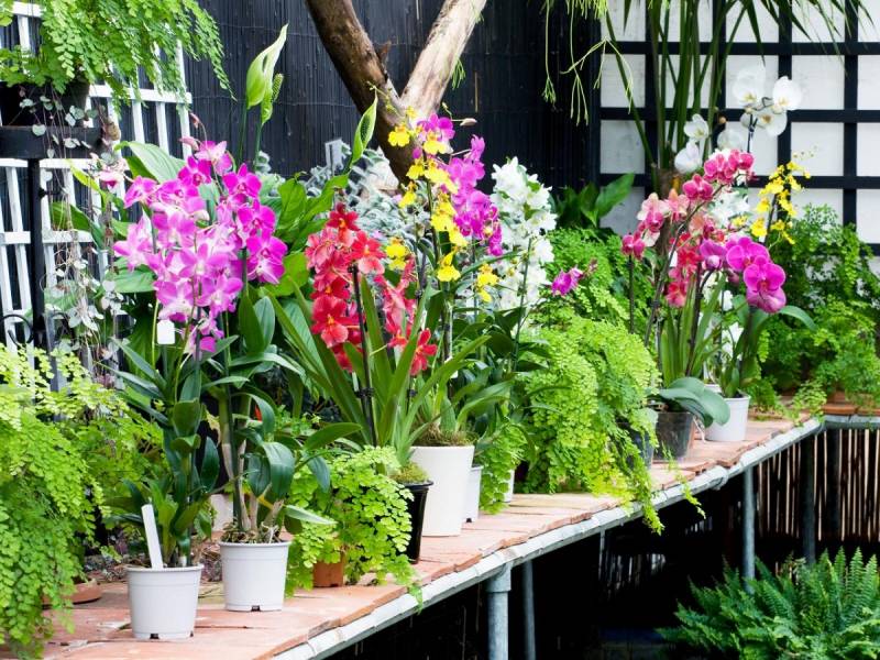 how to grow orchids - Orchid Position - image : penjagarumah