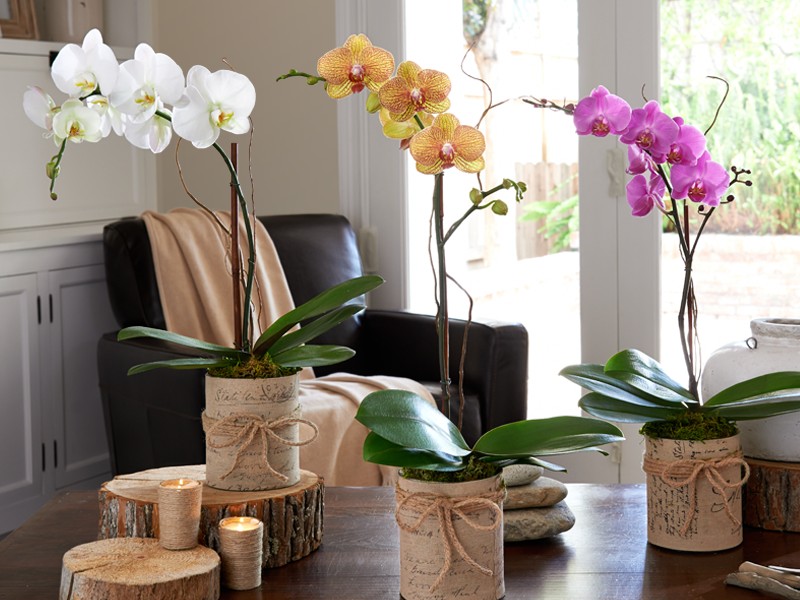 how to grow orchids - Choose your suitable Orchid - image : theholderposition