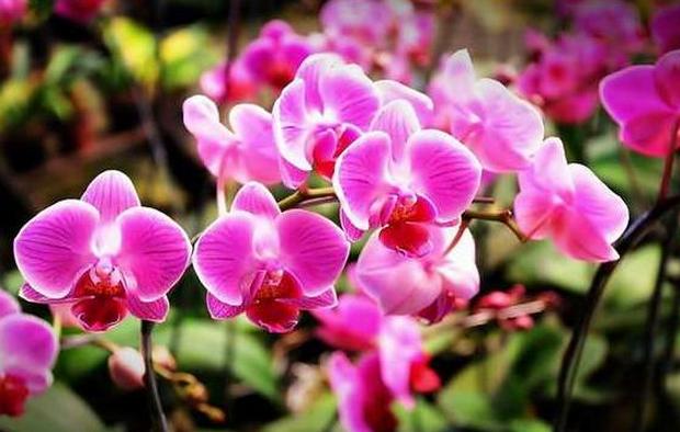 how to grow orchids - light - image : daunbuah