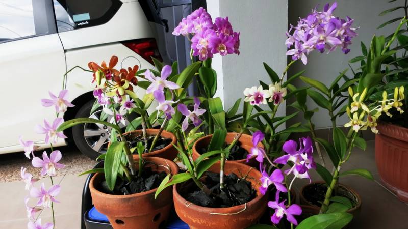 how to grow orchids - Temperature - image : You Are My Inspiration
