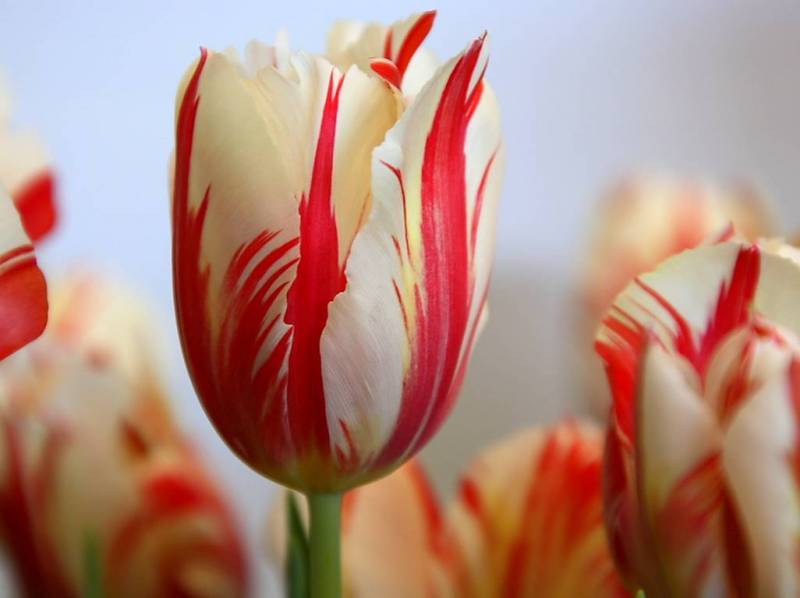  most expensive flower - 17th Century Tulip Bulb - image: teninsider.com