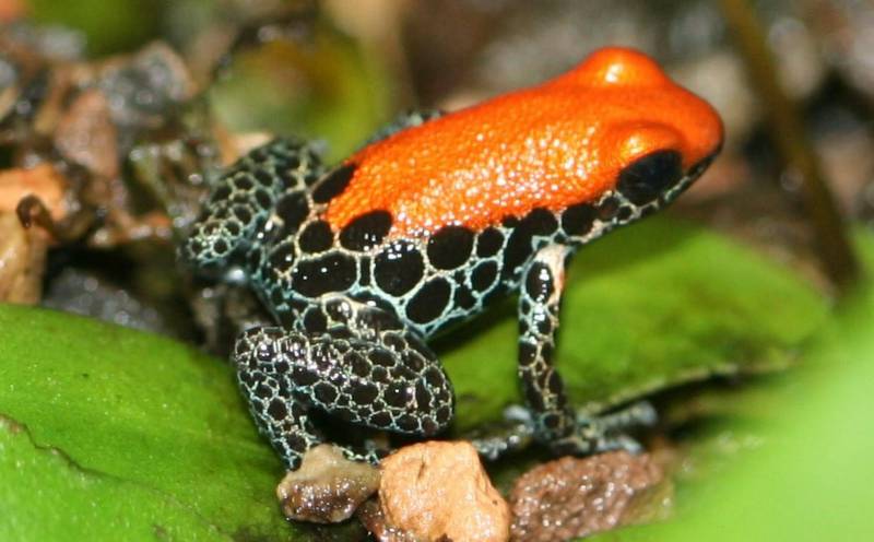 Rainforest Animal - Poison Dart Frog