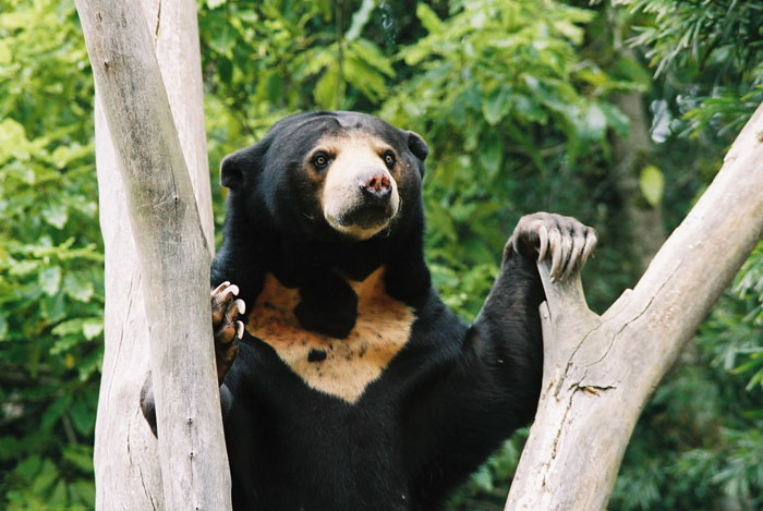Rainforest Animal - Malayan Sun Bear