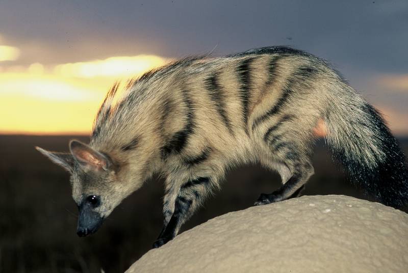 Aardwolf Exotic African Animal
