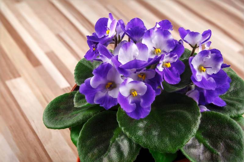 low light indoor plants - African Violet - Image: Shutterstock