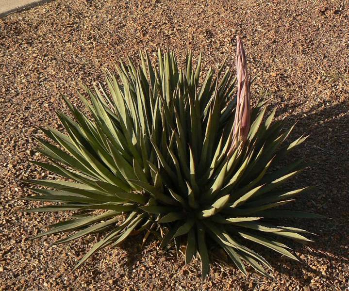 rare plants - Arizona Agave - Images: Wikipedia