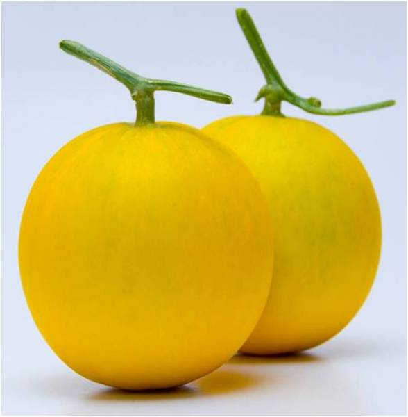 Types of melon - Autumn Sweet Melon