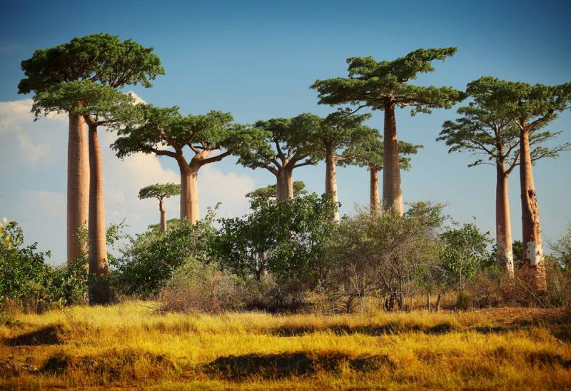 rare plants - Baobab Treen - Images: Shutterstock