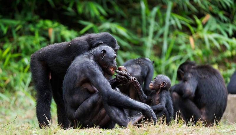Bonobo Exotic African Animal