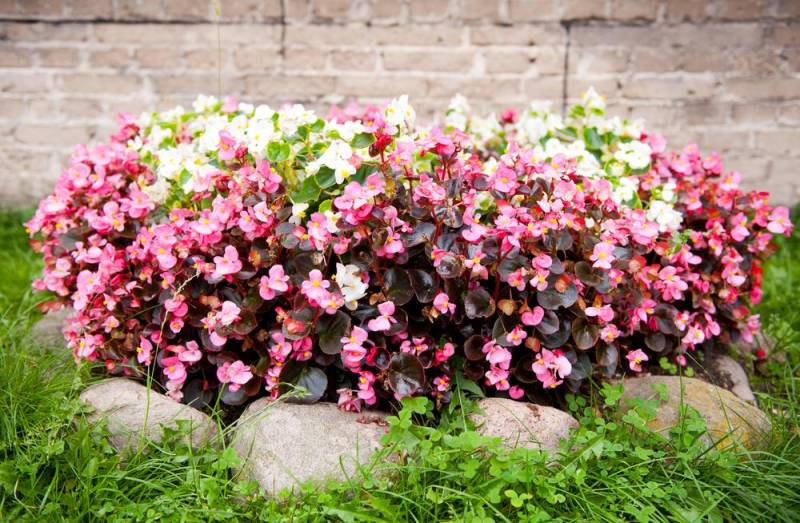 low light indoor plants - Begonia - Image: Shutterstock