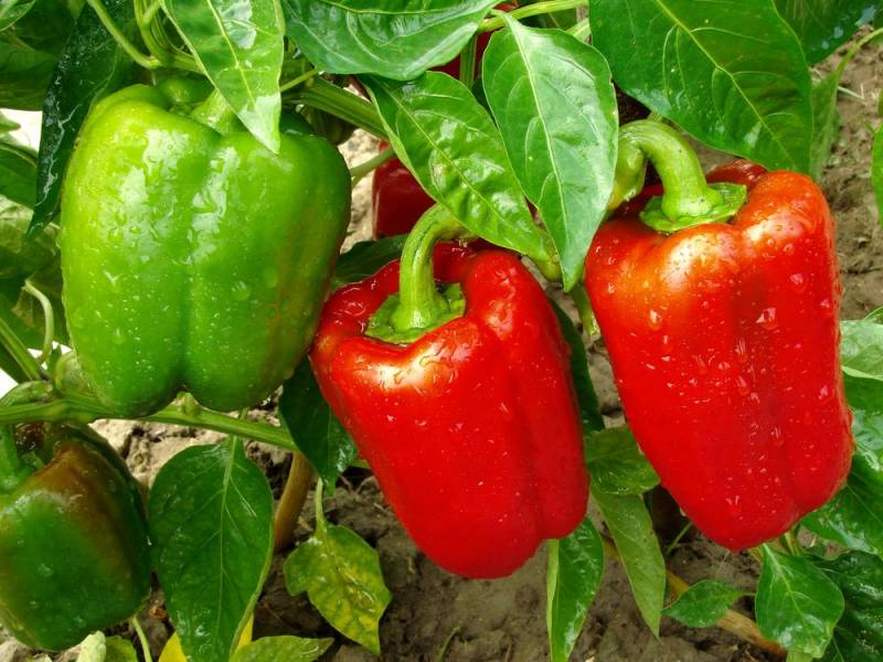 growing plants indoors - Bell pepper