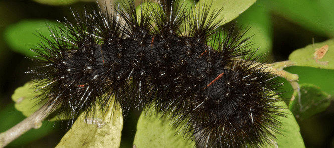 Types of Caterpillars - Black Spiky Caterpillar