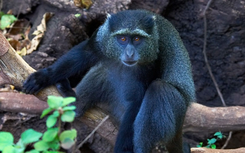 Blue Monkey Exotic African Animal