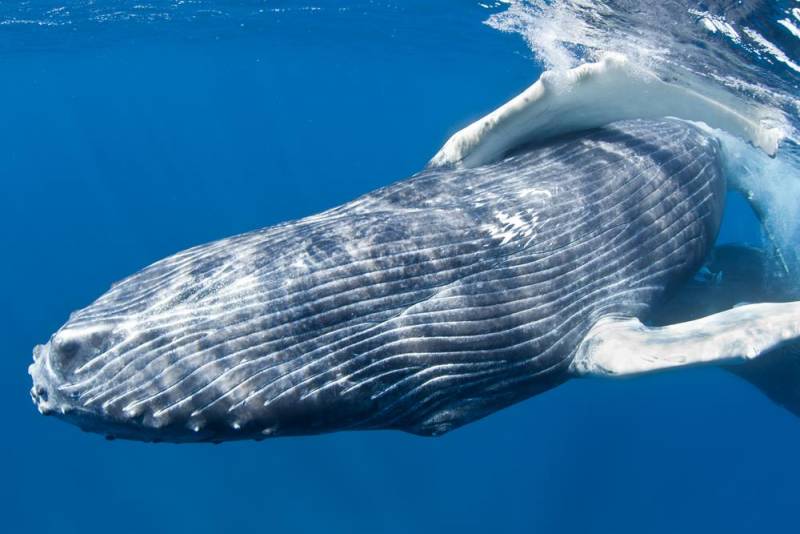 animal noises - Blue Whale