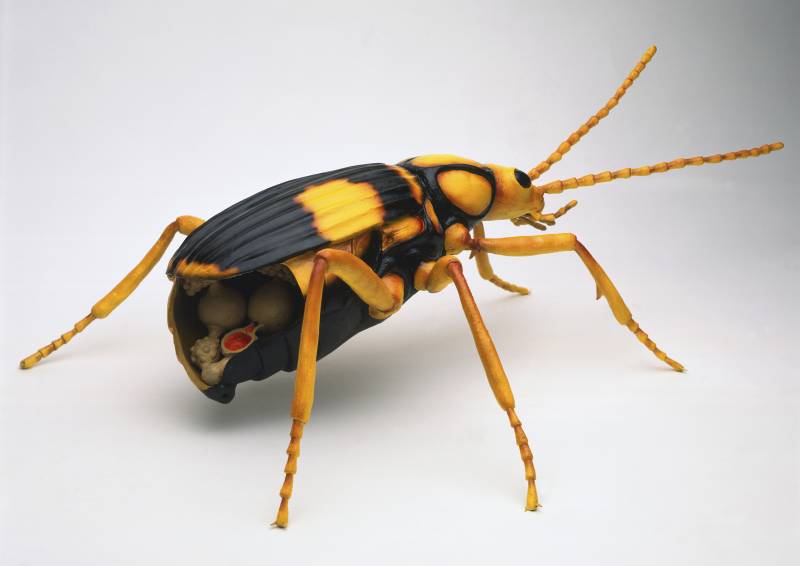  stinky animal - Bombardier Beetle
