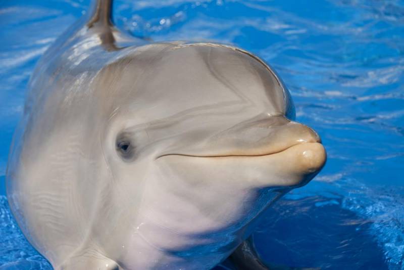 Bottlenosed Dolphin