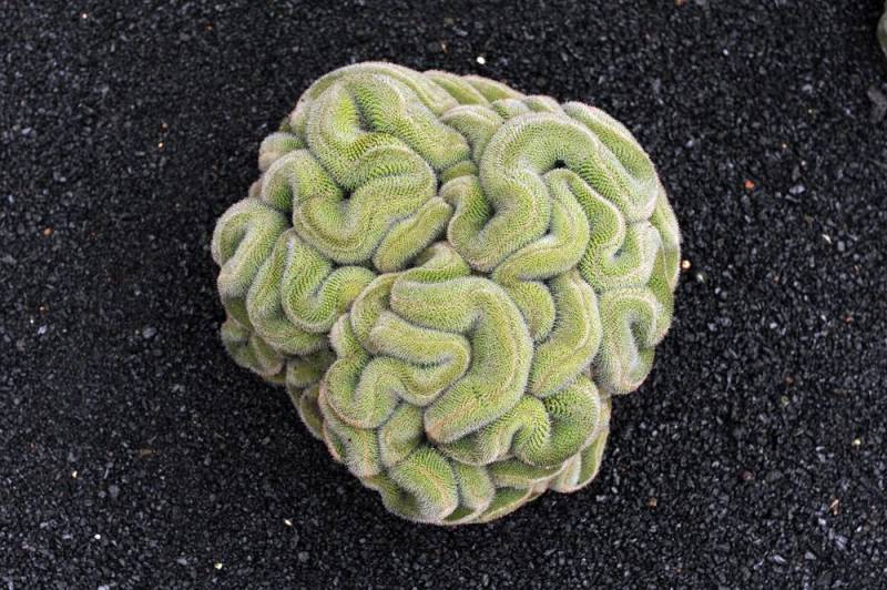  creeper plants - Brain Cactus