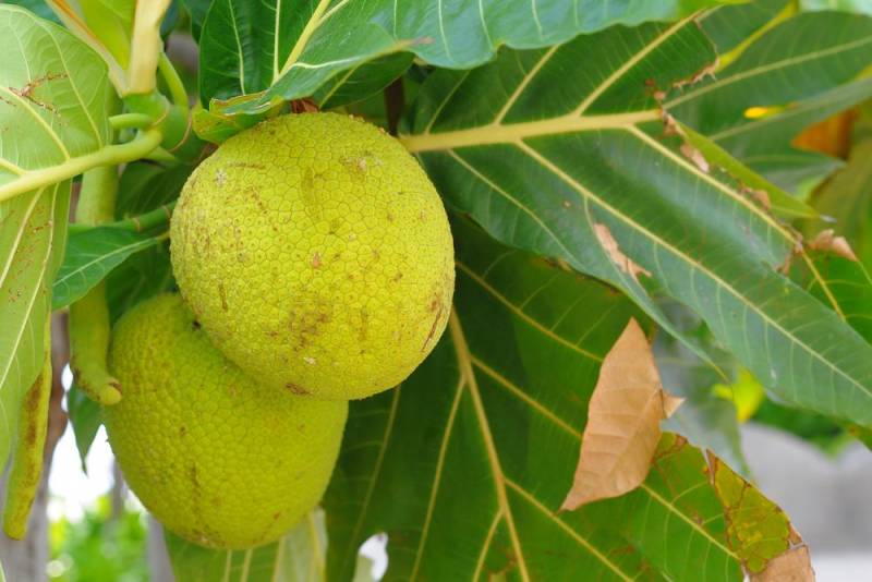 exotic fruits - Breadfruit