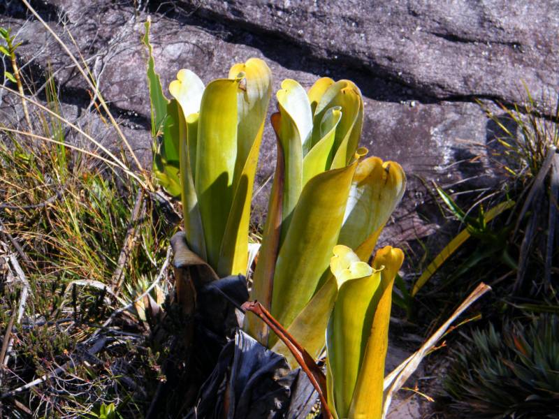 carnivorous plants - Brocchinia Reducta - images : commons.wikimedia.org
