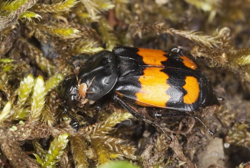 Burrying Beetle