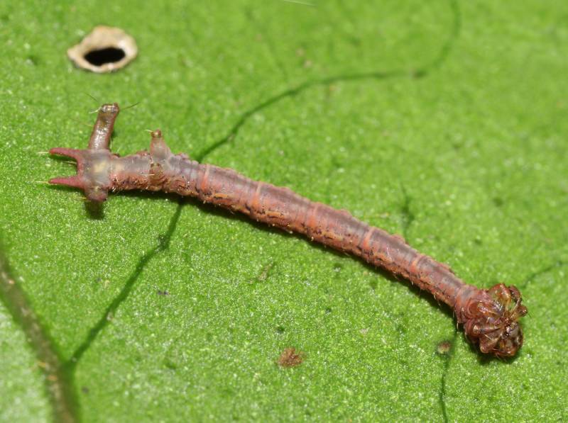 Types of Caterpillars - Carnivore Caterpillar