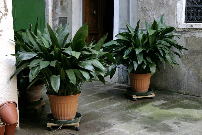 low light indoor plants - Cast Iron Plant - Image: Wikipedia.org