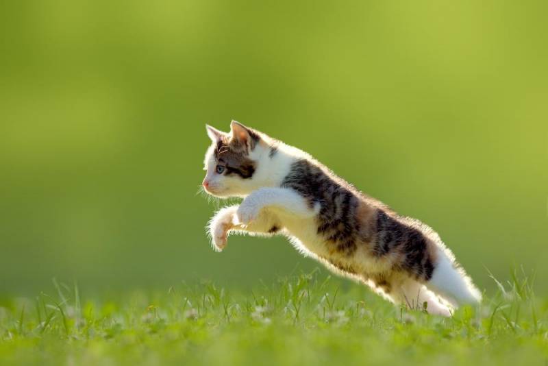  animal jump - Cat