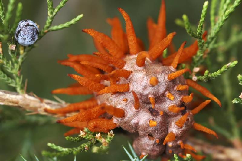  creeper plants - Cedar Apple Rust Fungus