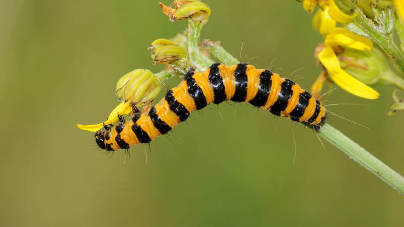 Types of Caterpillars - Cinnabar Moth Caterpillar