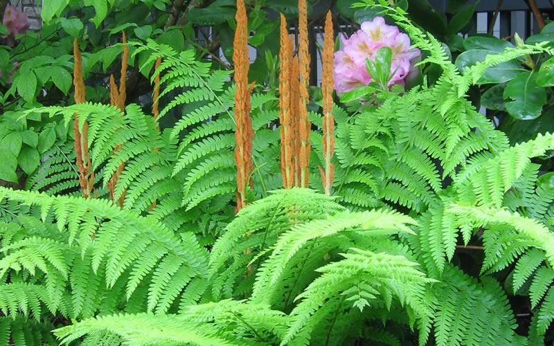 Types of Ferns - Cinnamon Fern