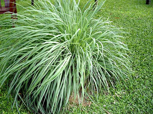 mosquito rapellent - Citronella Grass - images : Theselfsufficientliving.com