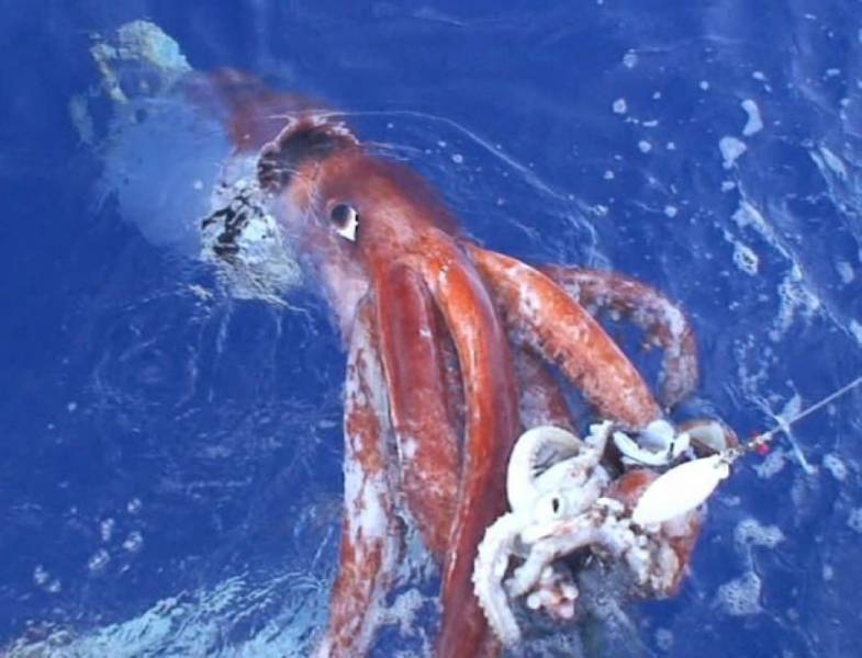 Collosal Squid