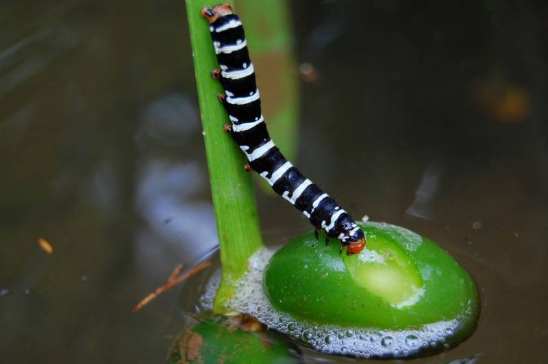 Types of Caterpillars - Convict Caterpillar