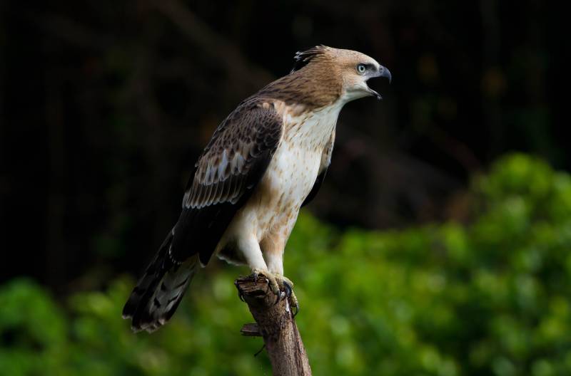 types of eagles Crested Hawk Eagle
