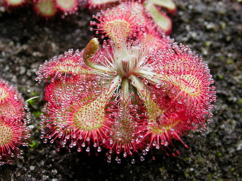 carnivorous plants - Drosera - images : esjardineria.com