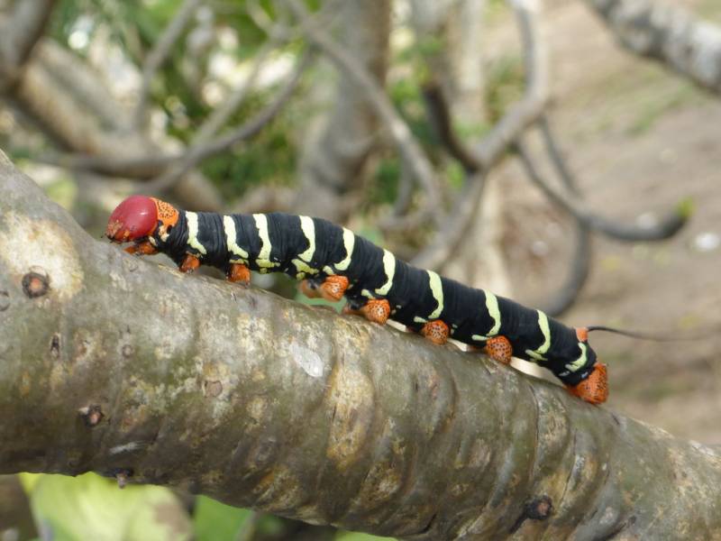 Types of Caterpillars - Frangipani Hornworm