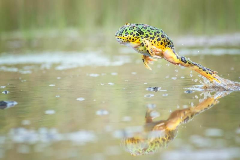animal jump - Frog