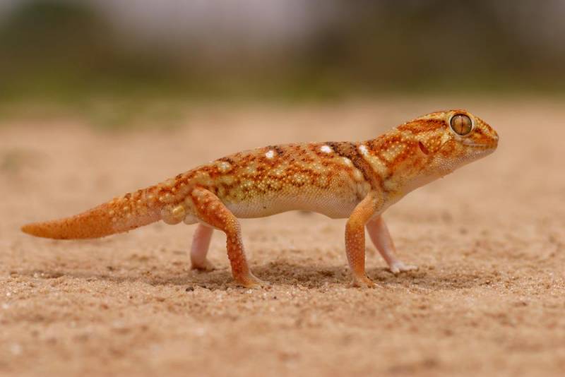 Gecko Exotic African Animal