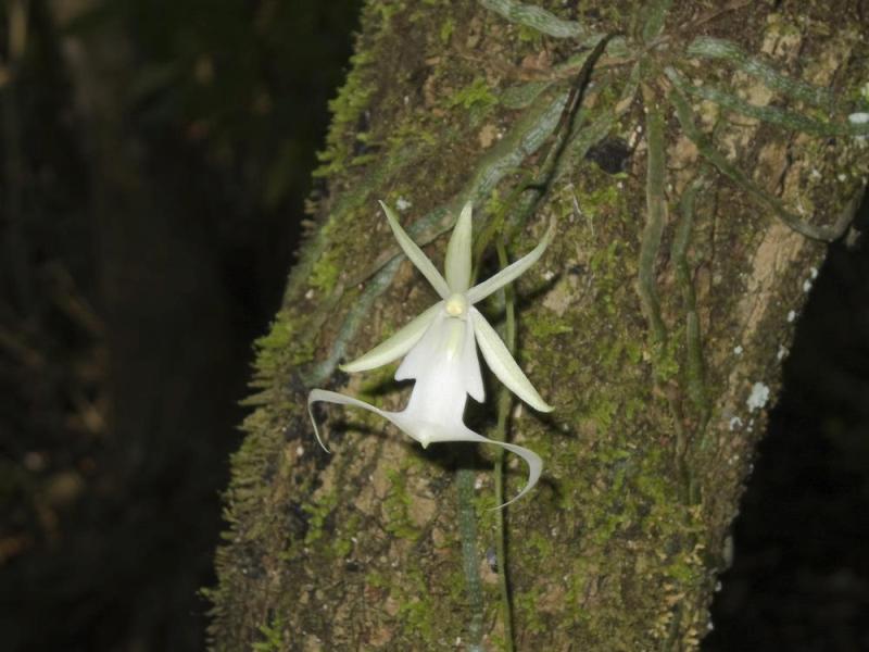 rare plants - Ghost Orchid