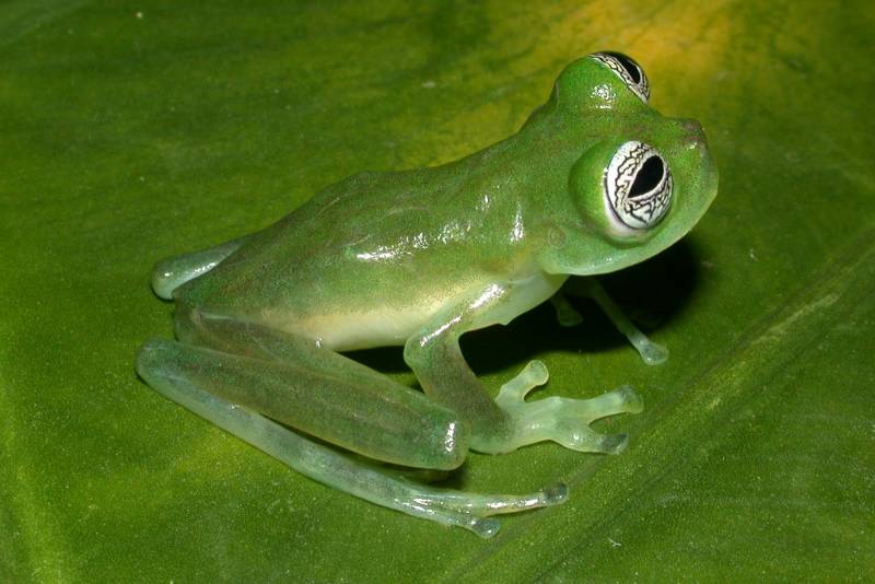 Rainforest Animals-Glass Frog