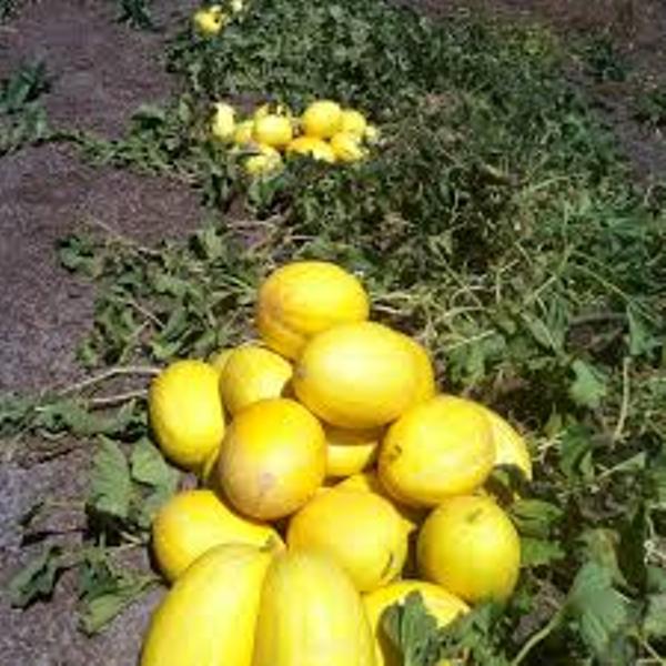 Types of melon - Golden Prize Melon