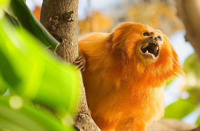 Rainforest Animals-Golden Lion Tamarin