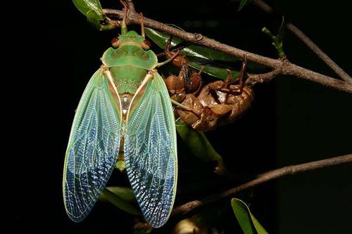 animal noises - Green Grocer Cicada - Image: ozanimals.com