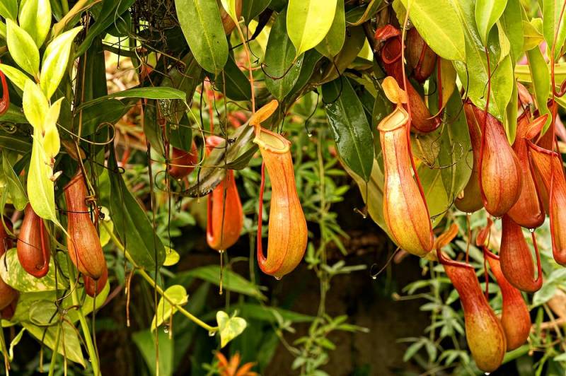 rare plants - Green Pitcher Plant - Images: Shutterstock