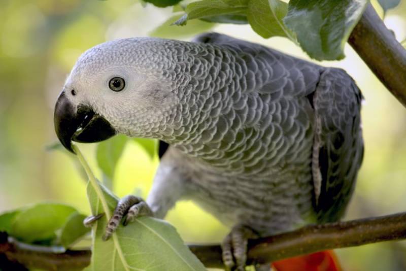 Grey Parrot Exotic African Animal