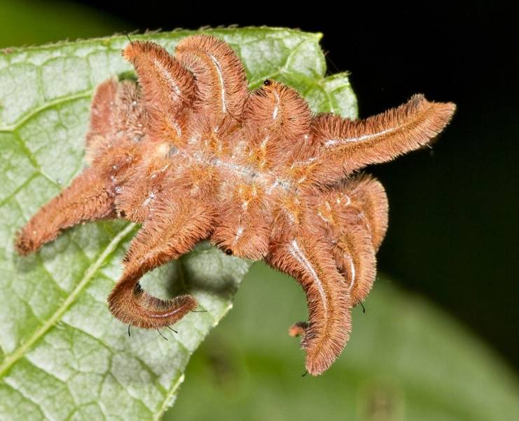 Types of Caterpillars - Hag Moth Caterpillar