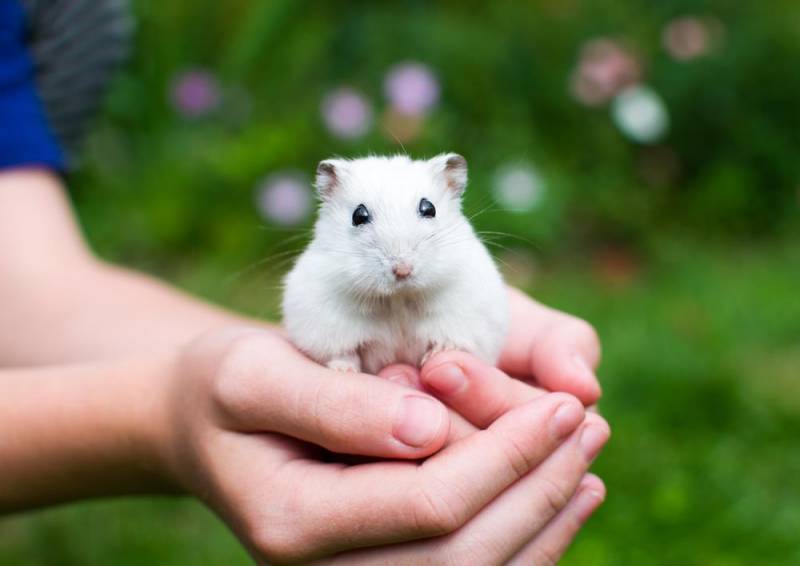 shortest lifespan animal - Hamster