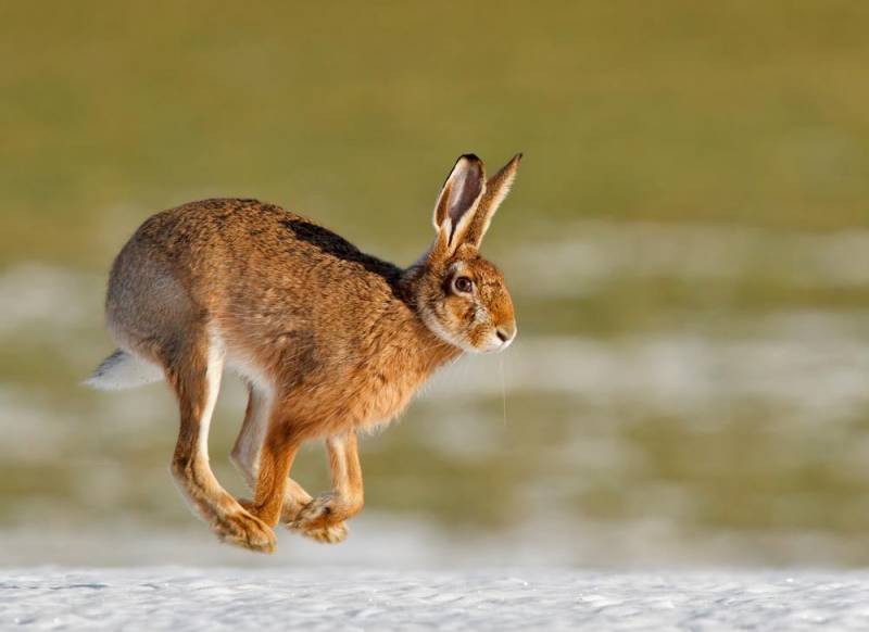  animal jump - Hare 