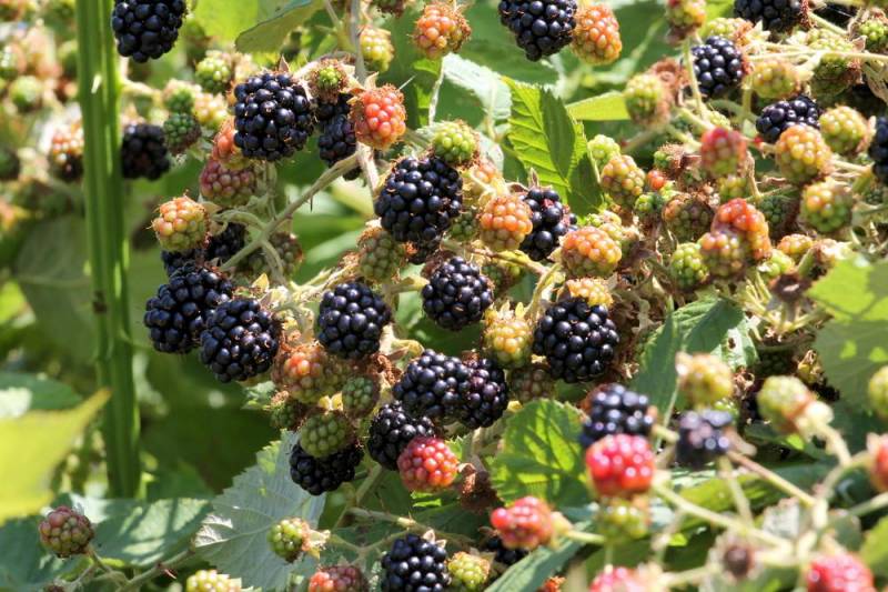  creeper plants - Himalayan Blackberry